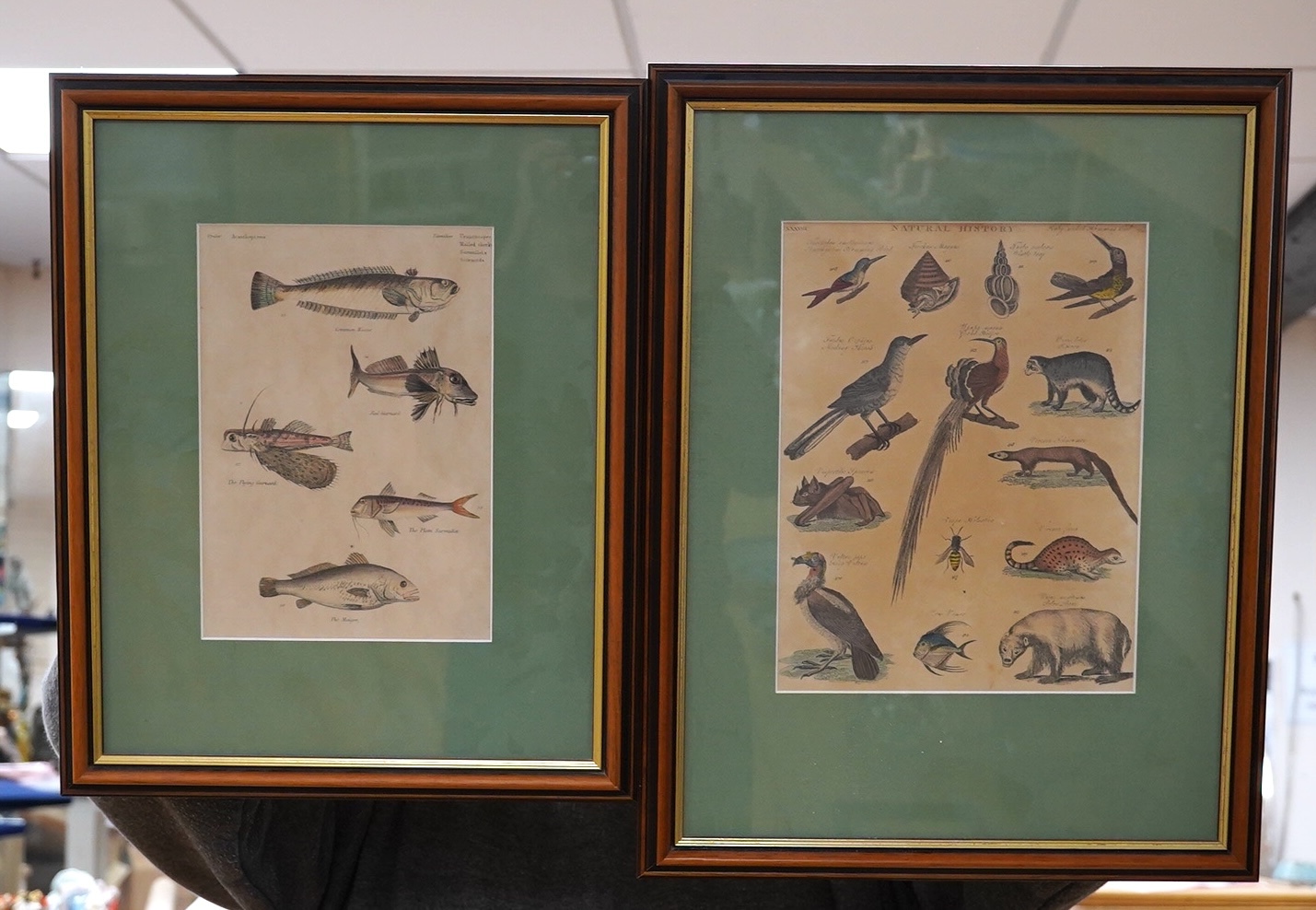 Early 19th century English School, two coloured natural history interest prints, Fish and animals including Common Weever, largest 25.5 x 20cm. Condition - fair, discolouration throughout